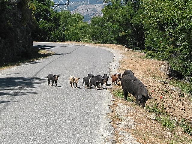 0067 Col de Vergio - rit.JPG